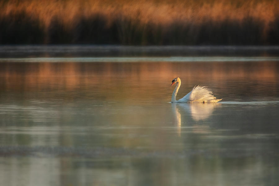 Swan Lake In The Morning Photograph by Wei Liu