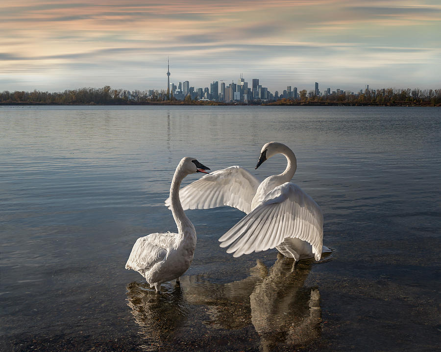 Animal Photograph - Swan Lake by Jennifer Chen