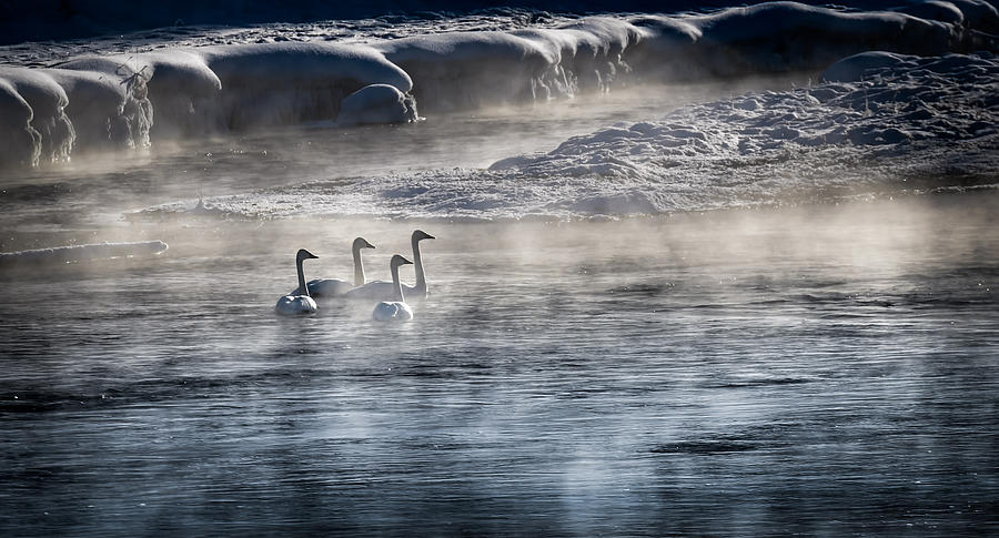 Swan Lake Photograph by Karen Wiles