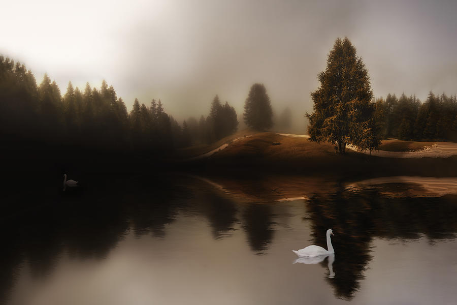 Swan Lake Photograph by Michael