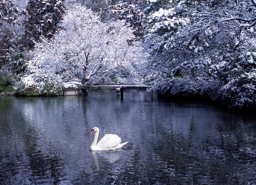 Swan Lake Photograph by Rawpixel