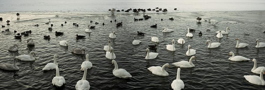 Swan Lake Photograph by Robert Grac