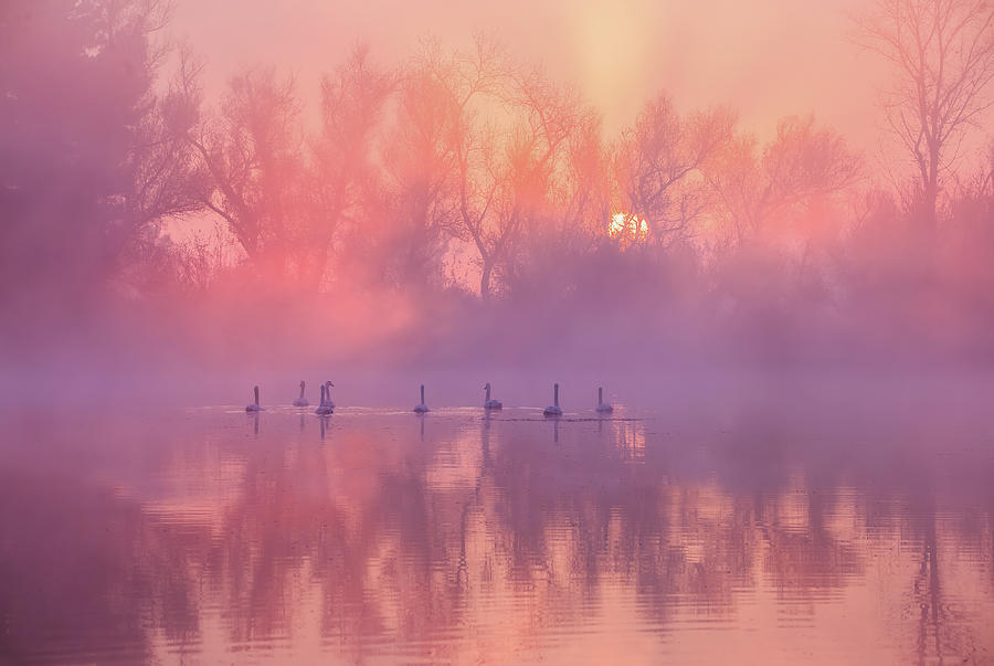 Swan Lake Sunrise Photograph by Wei Liu
