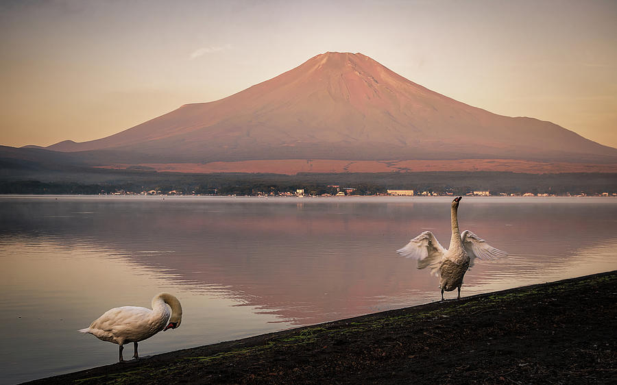 Swan Lake Photograph by Yuga Kurita