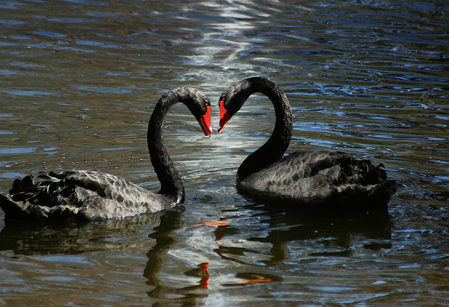 Swan Love Photograph by Anthony Jones