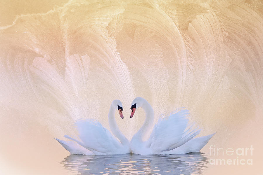 Swan Photograph - Swan love by Paul Keene