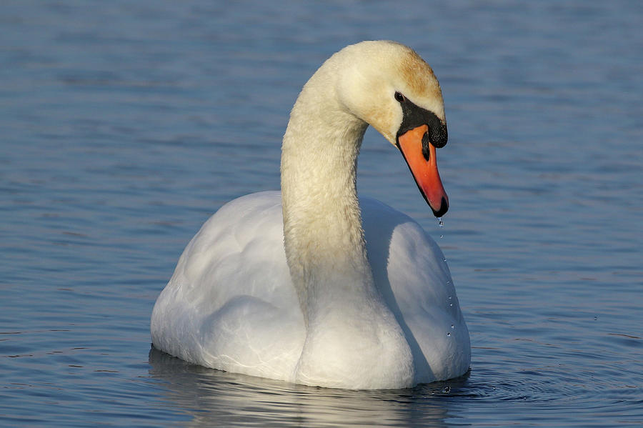 Swan Magesty Photograph By Debbie Storie Fine Art America