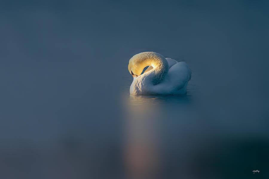 Swan Photograph by Max Pang