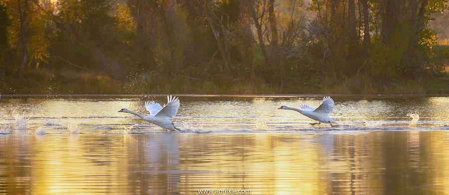 Landscape Photograph - Swan Morning Exercise by April Xie