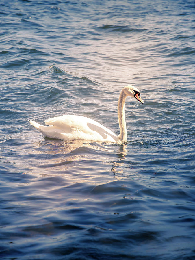 Swan Photograph by Nicklas Gustafsson