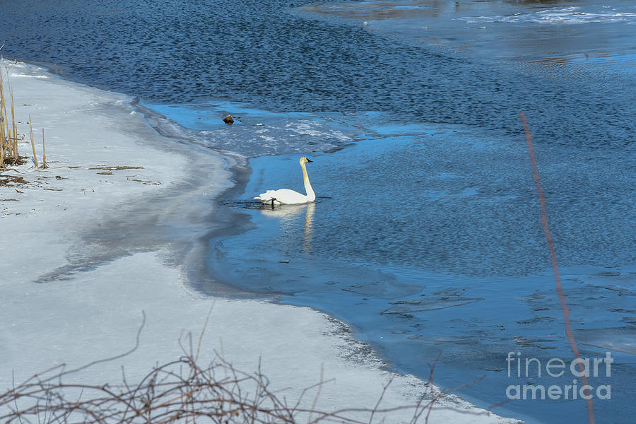 Swan Off Ice Photograph by Donald Pavlica