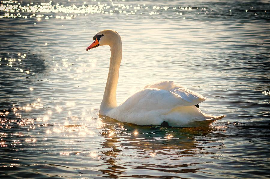 Swan on golden waters Photograph by Top Wallpapers