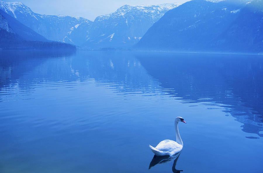 Swan On Hallstatt Lake In Austria Photograph by Steve Satushek