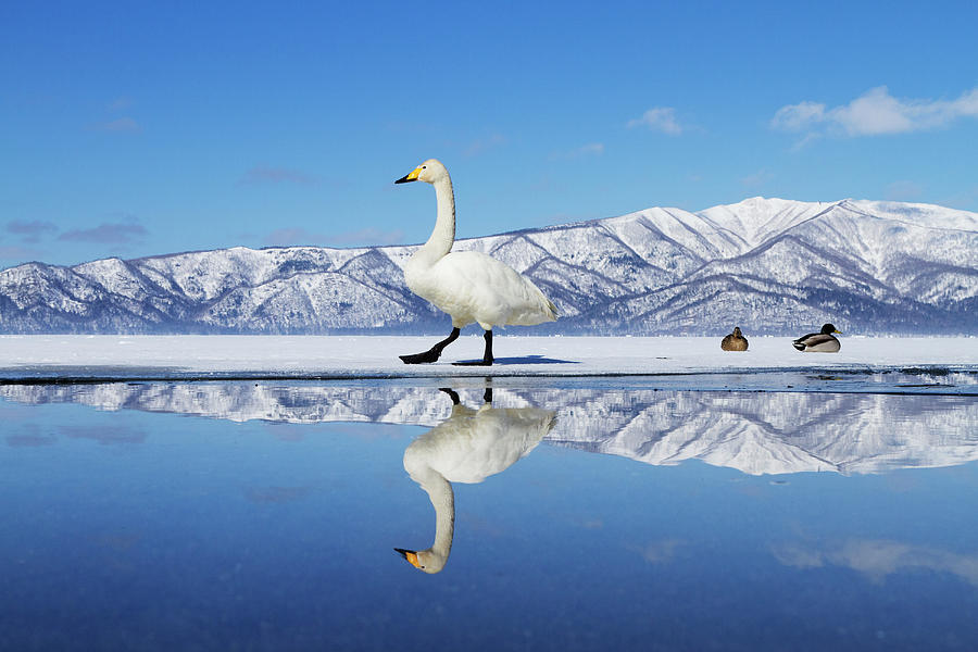 Swan On Ice Of Lake Kussharo Photograph by Pixelchrome Inc