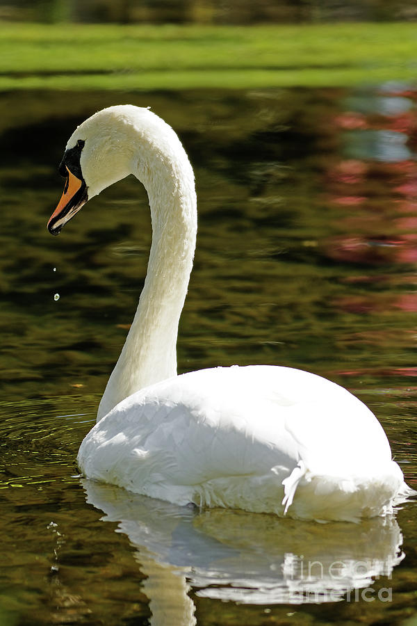 Swan on Irish Pond Photograph by Natural Focal Point Photography