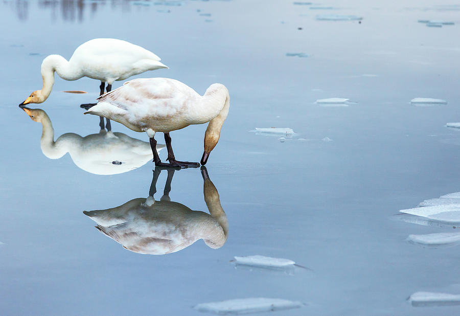 Swan On Mirror Photograph by Gulli Vals