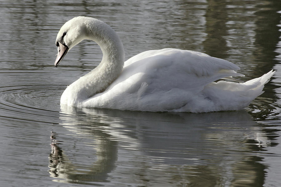 Swan on the Lake Photograph by Jeremy Hayden