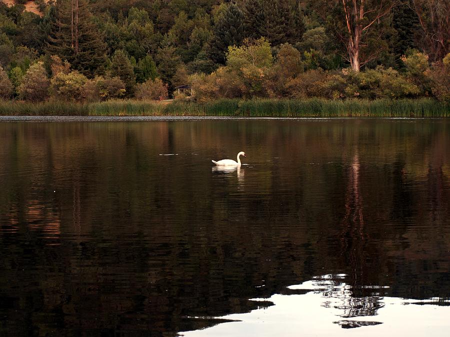 Swan on the Pond Photograph by Richard Thomas