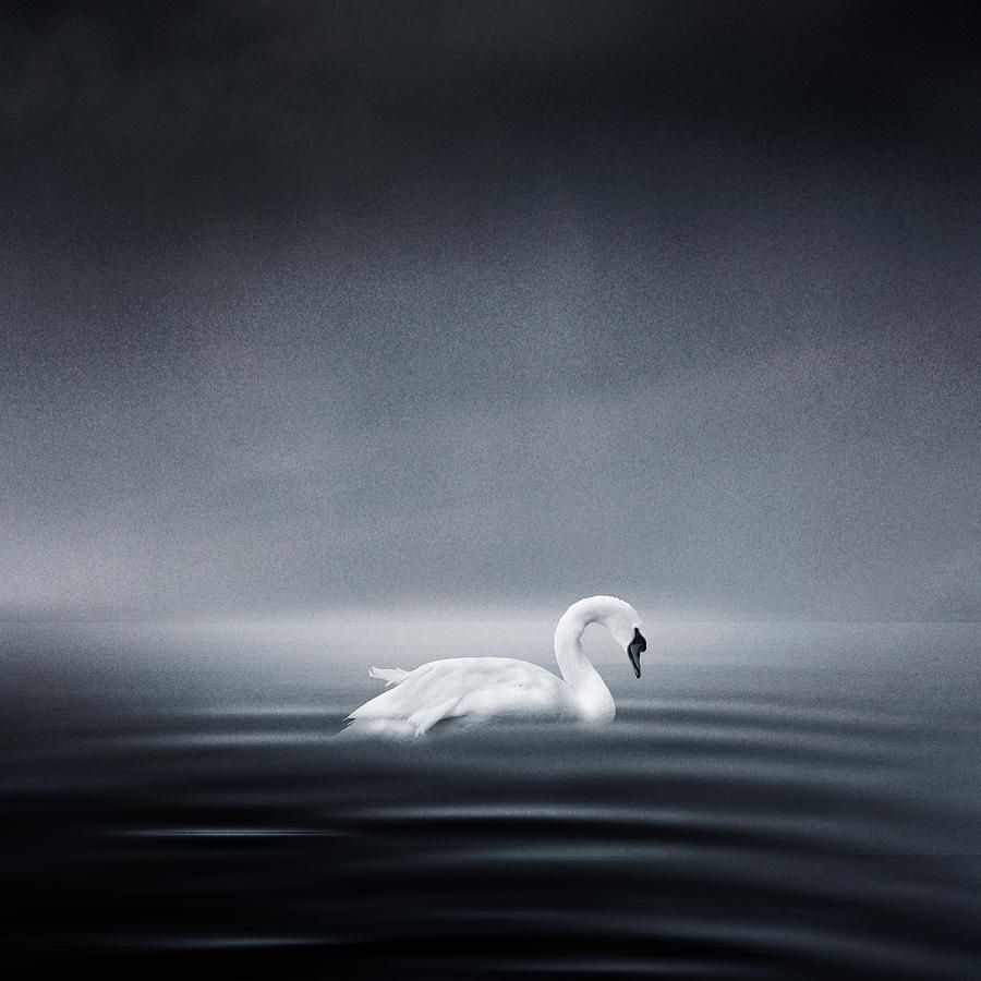 Swan On Water Photograph by Eric Frey Photography