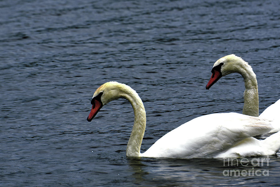 Swan Pair Photograph By David Brown Fine Art America