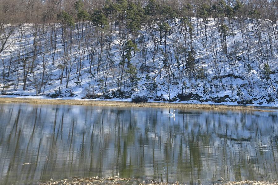 Swan Pond by Karen Silvestri Swan Pond by Karen Silvestri