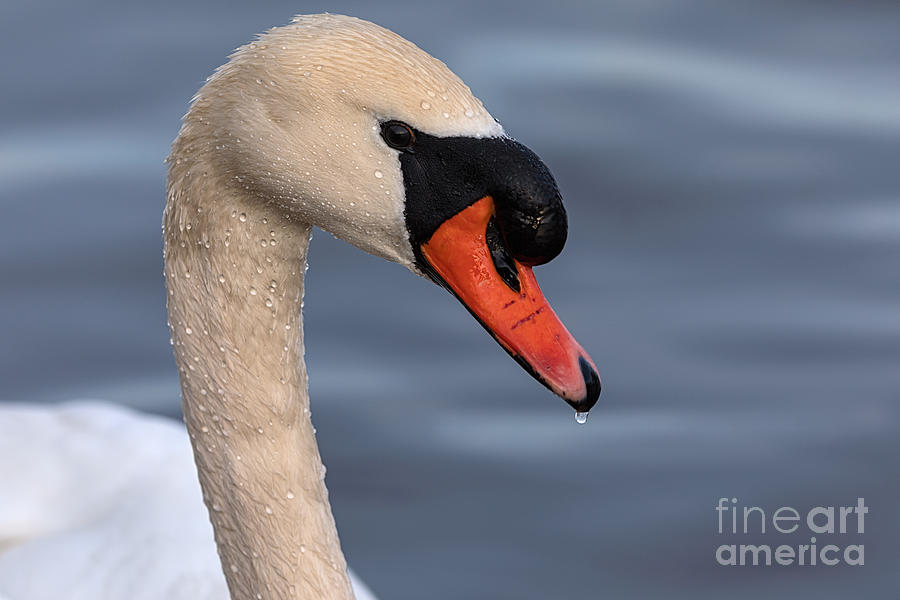 Swan Portrait Photograph by Alma Danison