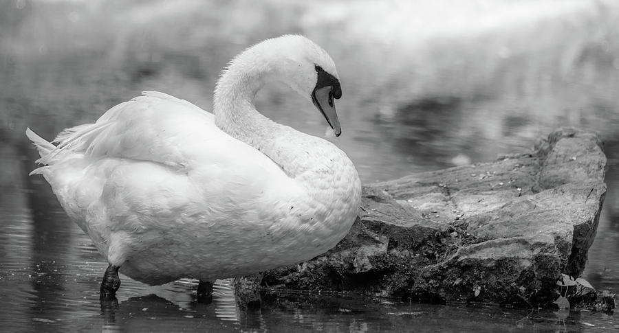 Swan Portrait, Black and White Photograph by Marcy Wielfaert