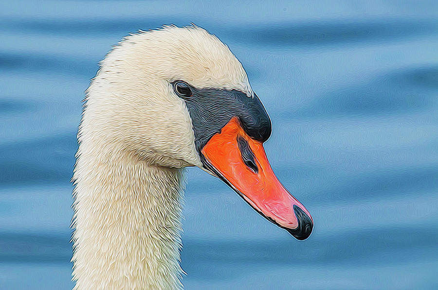 Swan Portrait Photograph by Cathy Kovarik