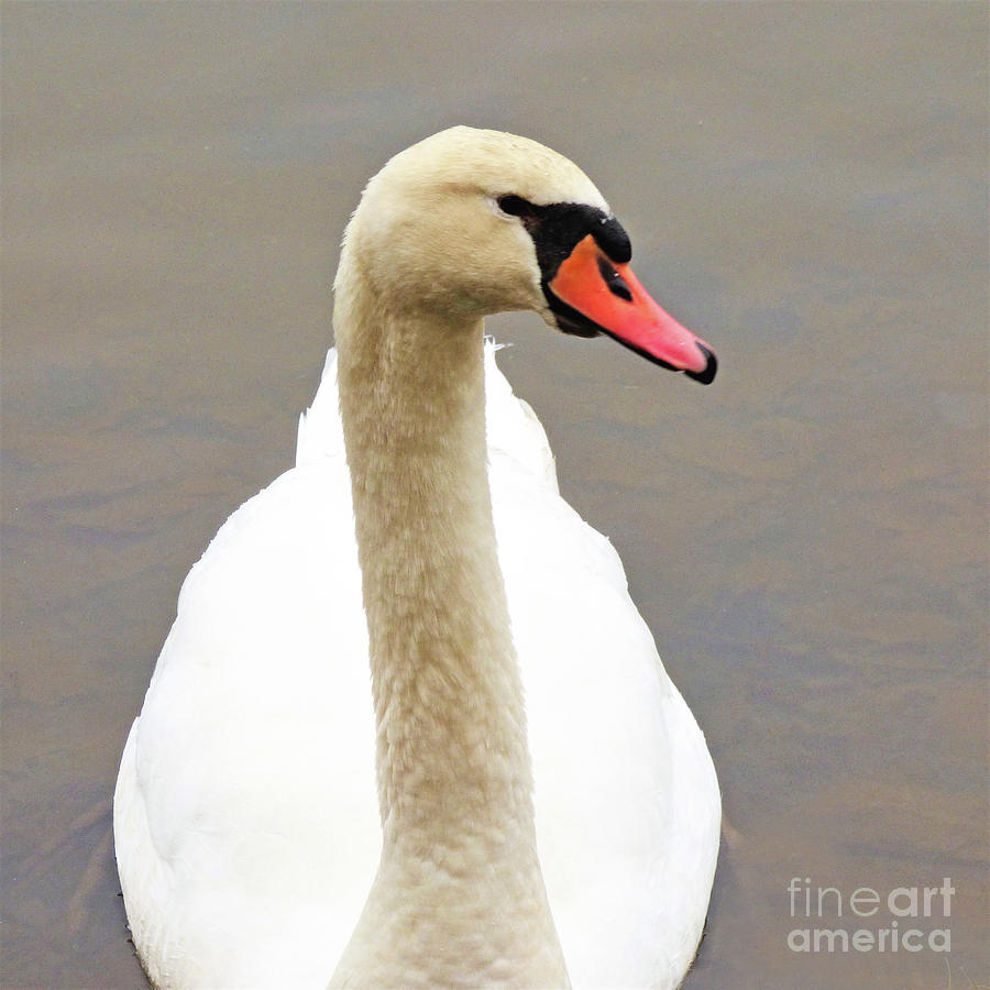 Swan Portrait Photograph by Sharon Williams Eng