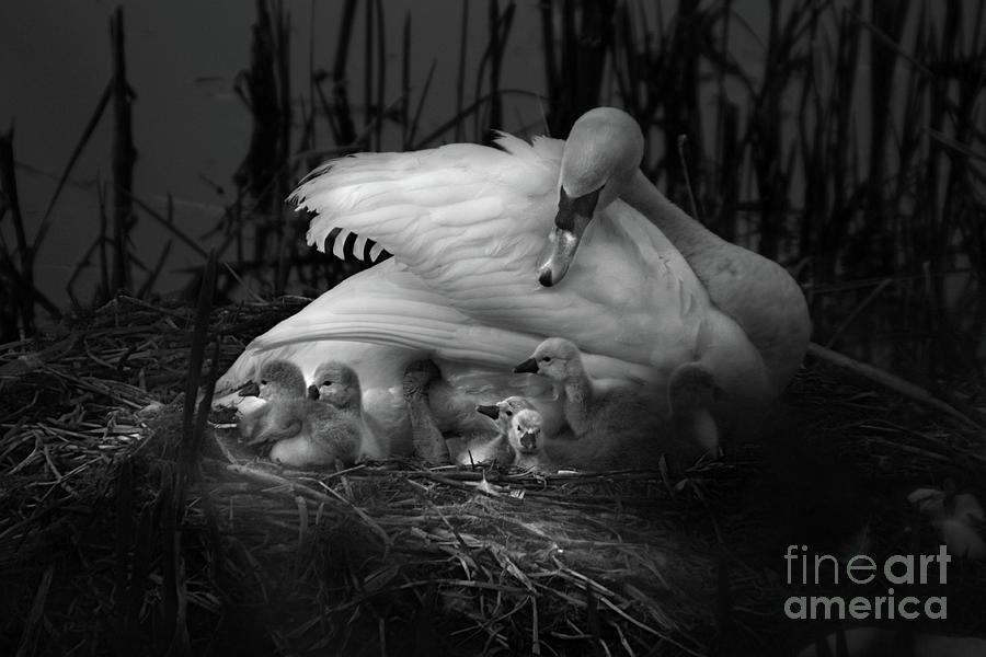Swan, Proud Mum Photograph