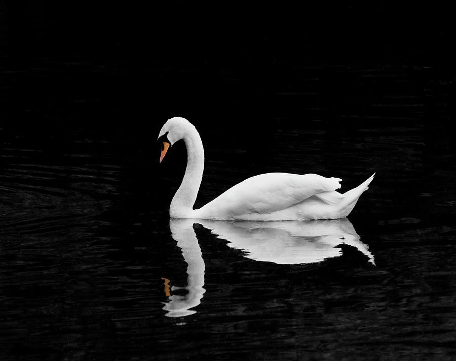 Swan Reflected In Water On Black Photograph by Tim Garlick