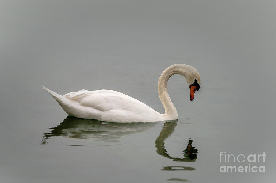 Swan Reflection Photograph by Michelle Meenawong