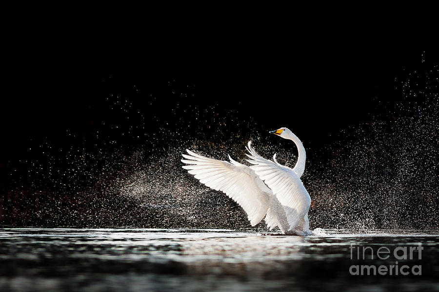 Drop Photograph - Swan Rising From Water And Splashing by Tero Hakala