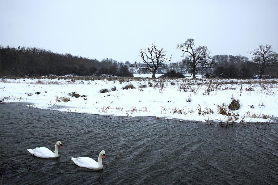 Swan River Photograph