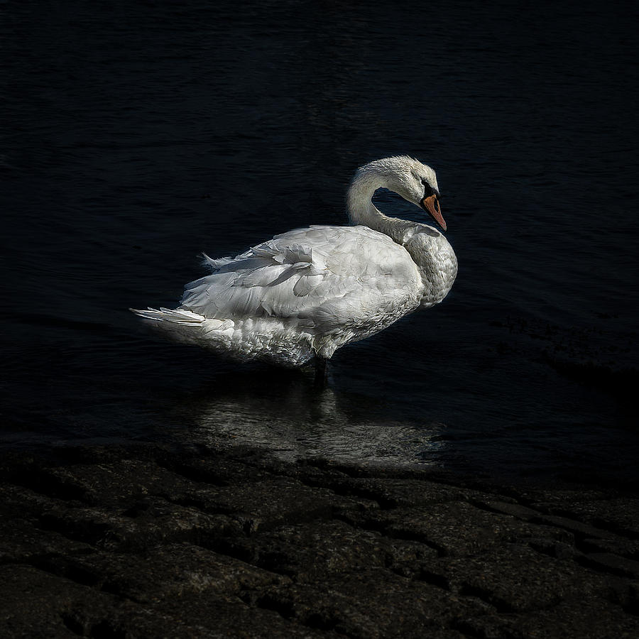 Swan Photograph by Ruurd Willem Wagenaar