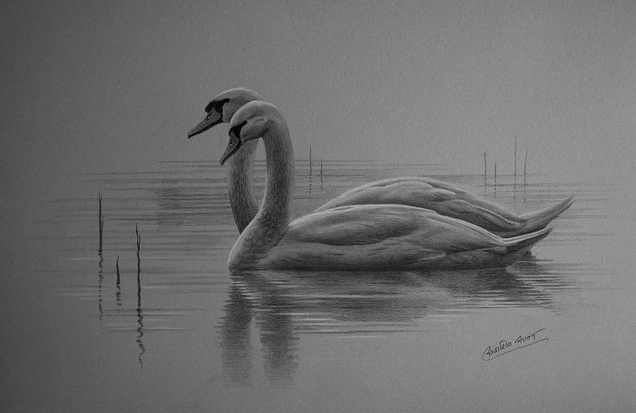 How to Draw a Swan  Easy Drawing Art