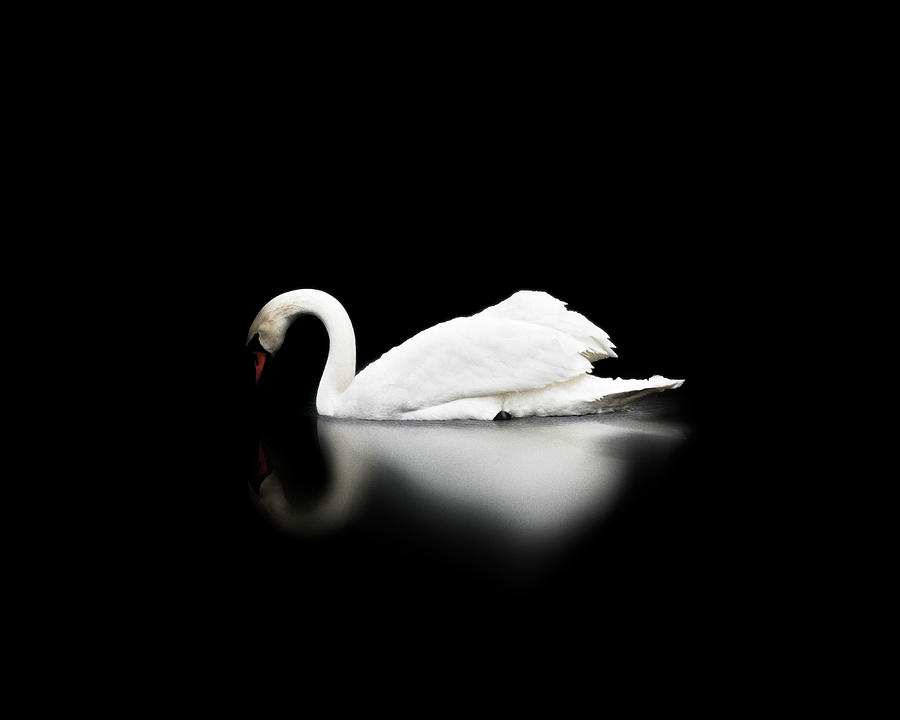 Swan  Photograph by Scott Meyer