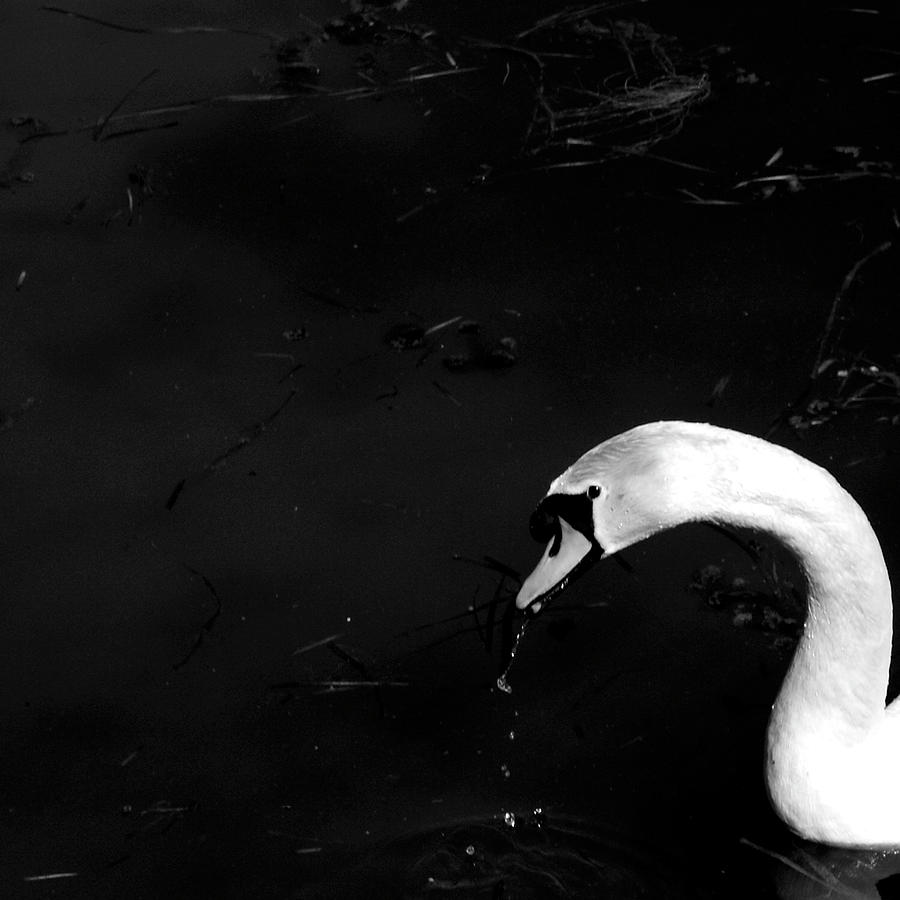 Swan Photograph by Sofia Uslenghi