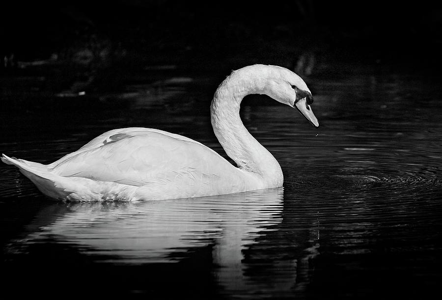 Swan Photograph by Steve DaPonte