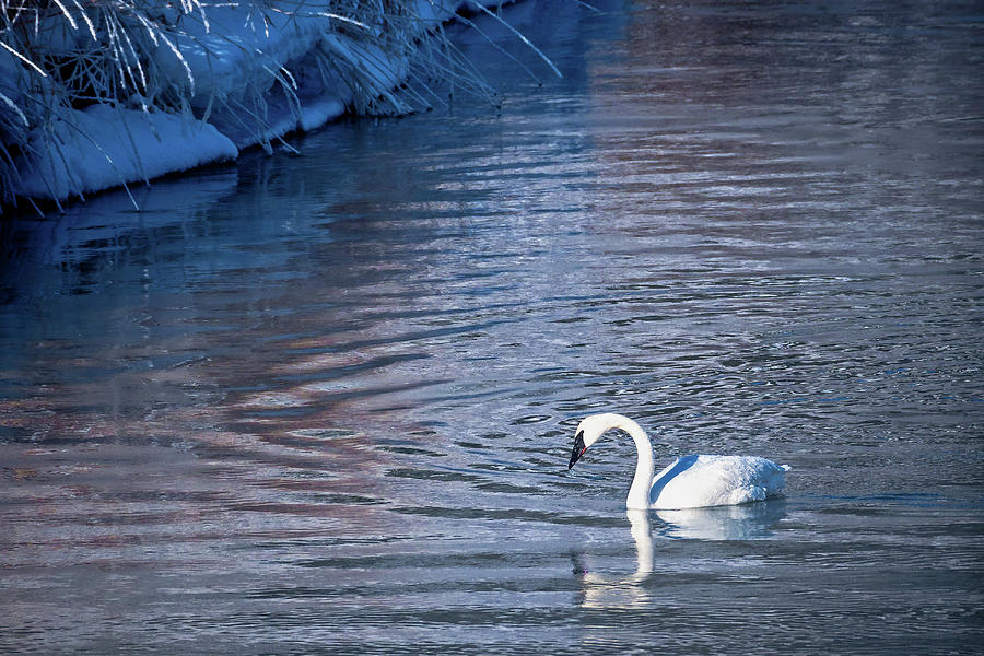 Star Valley Photograph - Swan Studying Reflection by Barbara Hayton Star Valley Photograph - Swan Studying Reflection by Barbara Hayton