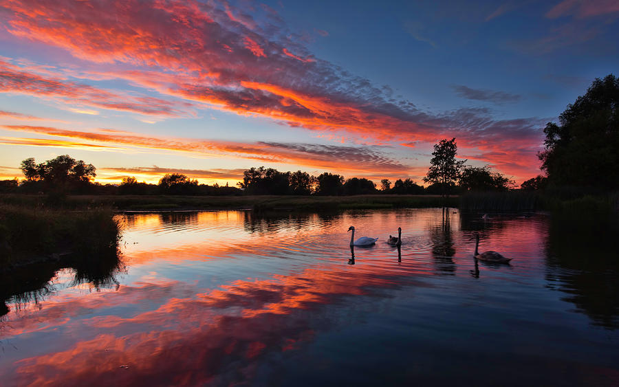 Swan Sunset Photograph by Ian Merton