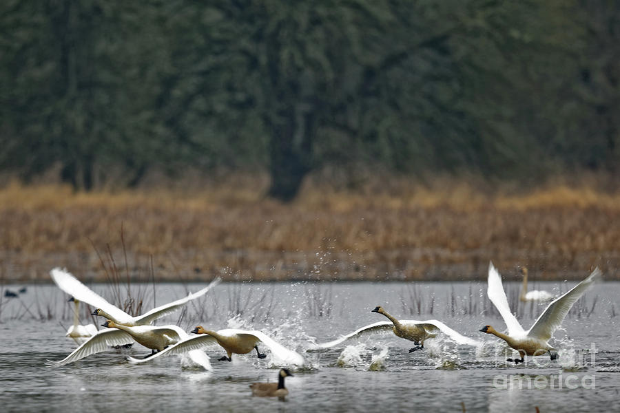 Swan Photograph - Swan Takeoff by Natural Focal Point Photography