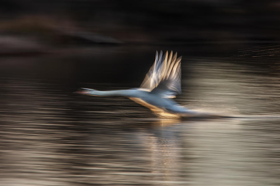 Swan Taking Off Photograph by Wei Liu