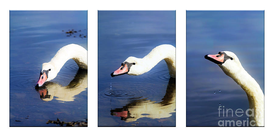 Swan Triptych Photograph by Terri Waters