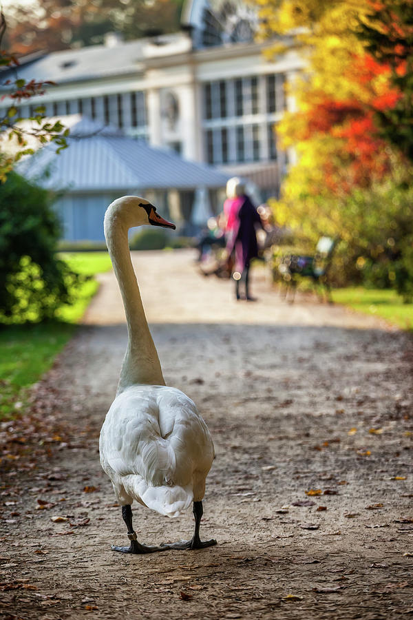 Swan Walking Boldly in Lazienki Park in Warsaw Photograph by Artur Bogacki