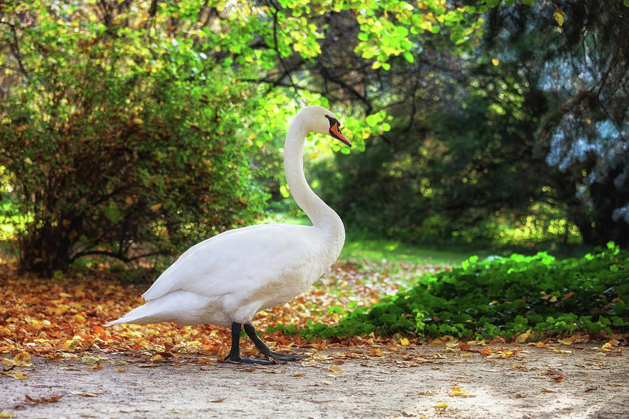 Swan Walking in a Park Photograph by Artur Bogacki