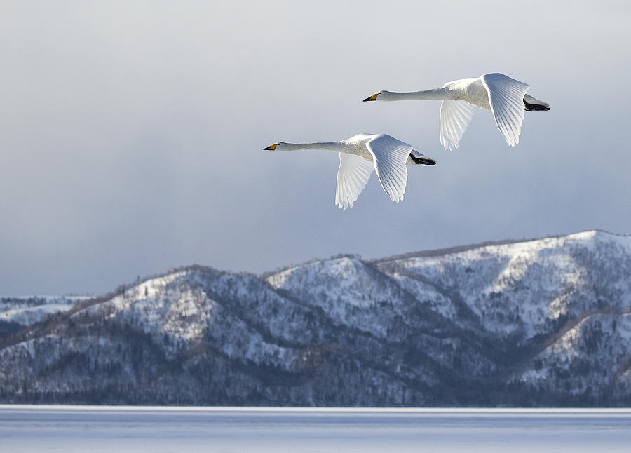 Swan@kussharo Lake Photograph by C.s.tjandra