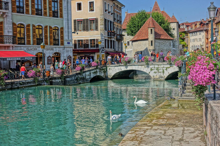 Swans Swimming in Annecy Photograph by Patricia Caron