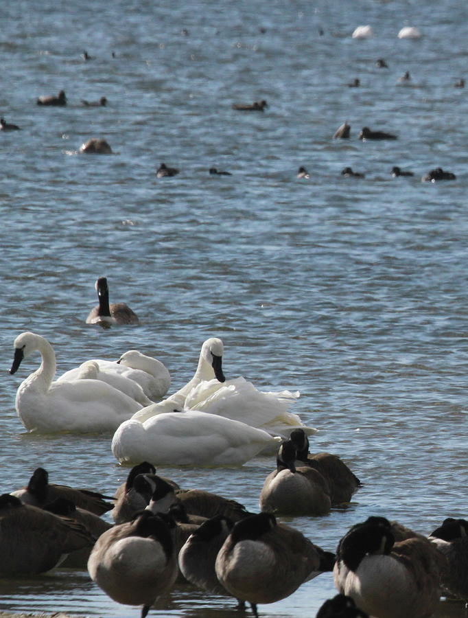 Swans And Canadian Geese 12 Photograph by Cathy Lindsey - Fine Art America