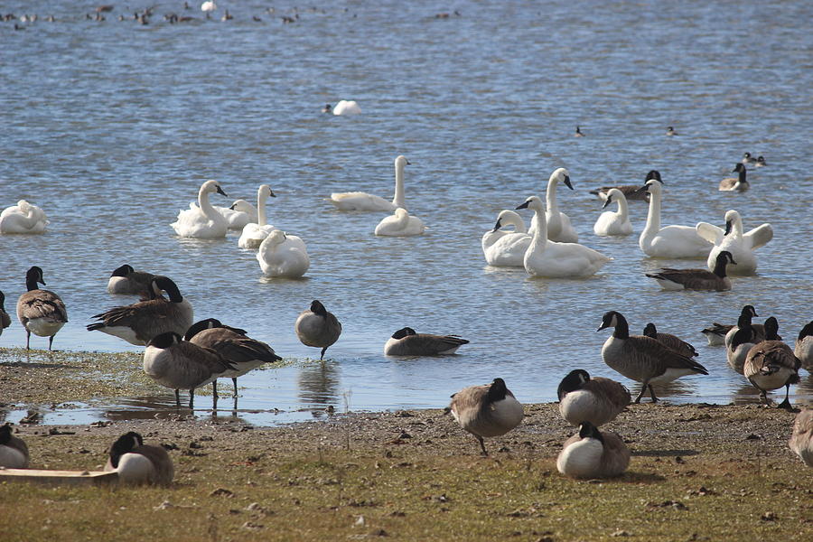 Swans And Canadian Geese Photograph by Cathy Lindsey